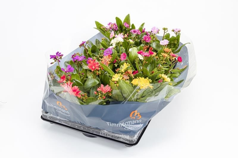 LEWISIA COTYLEDON, D 10