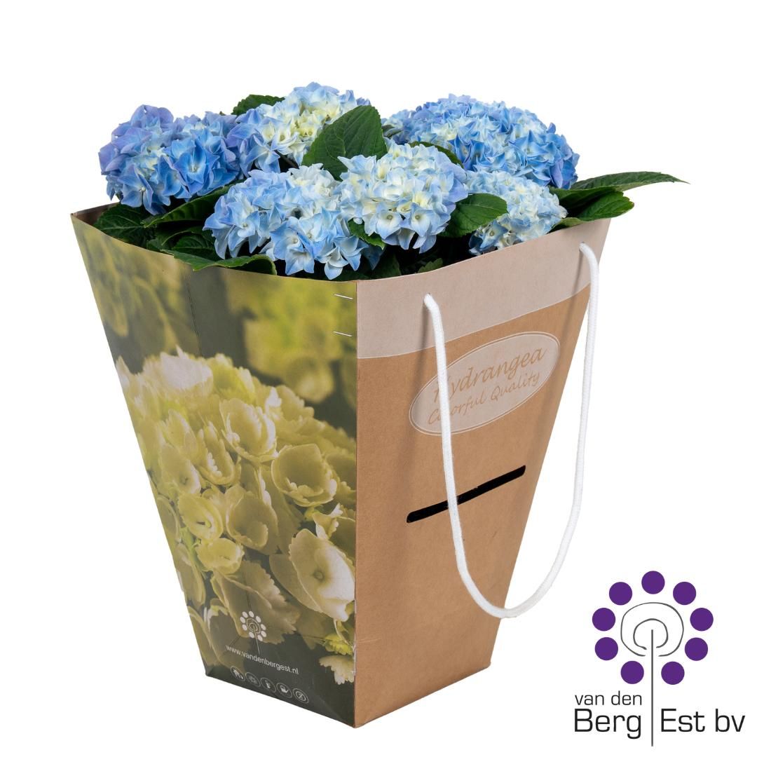 Hydrangea Blue 6/10 luxe kado tas, D 14