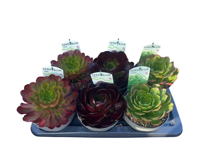 Semponium mix in tray, D 17