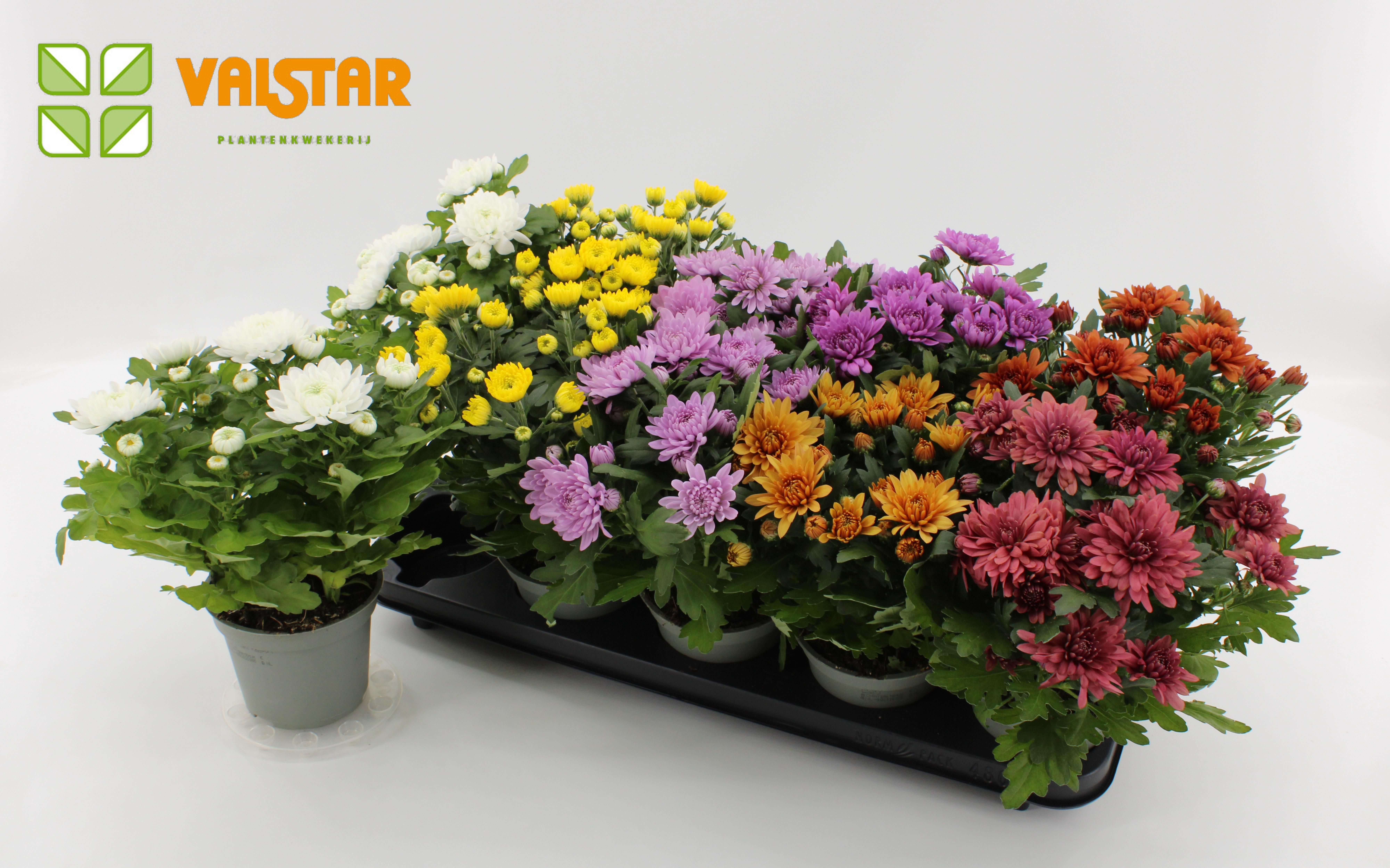 Chrysanthemum, 12 cm Dubbelbloemig zonder hoes Mix 3pp, D 12