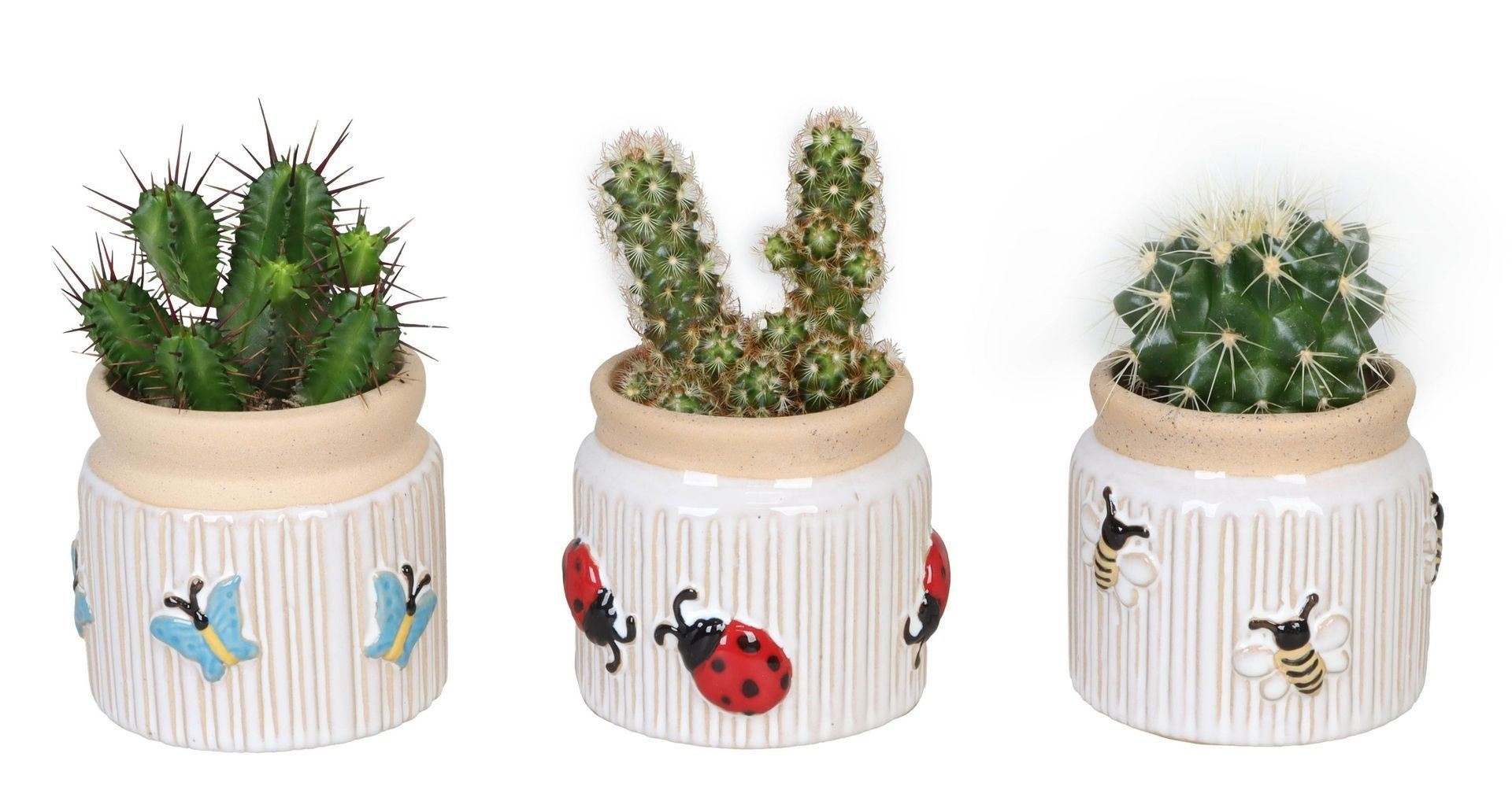 L 66634 with Cactus Mix 6 cm, D 6