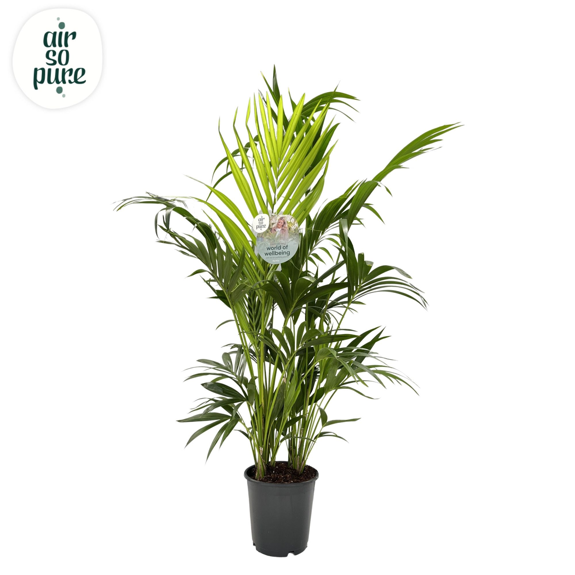 KENTIA - P24 H170 - 8PP - Air So Pure (Howea forsteriana), D 24