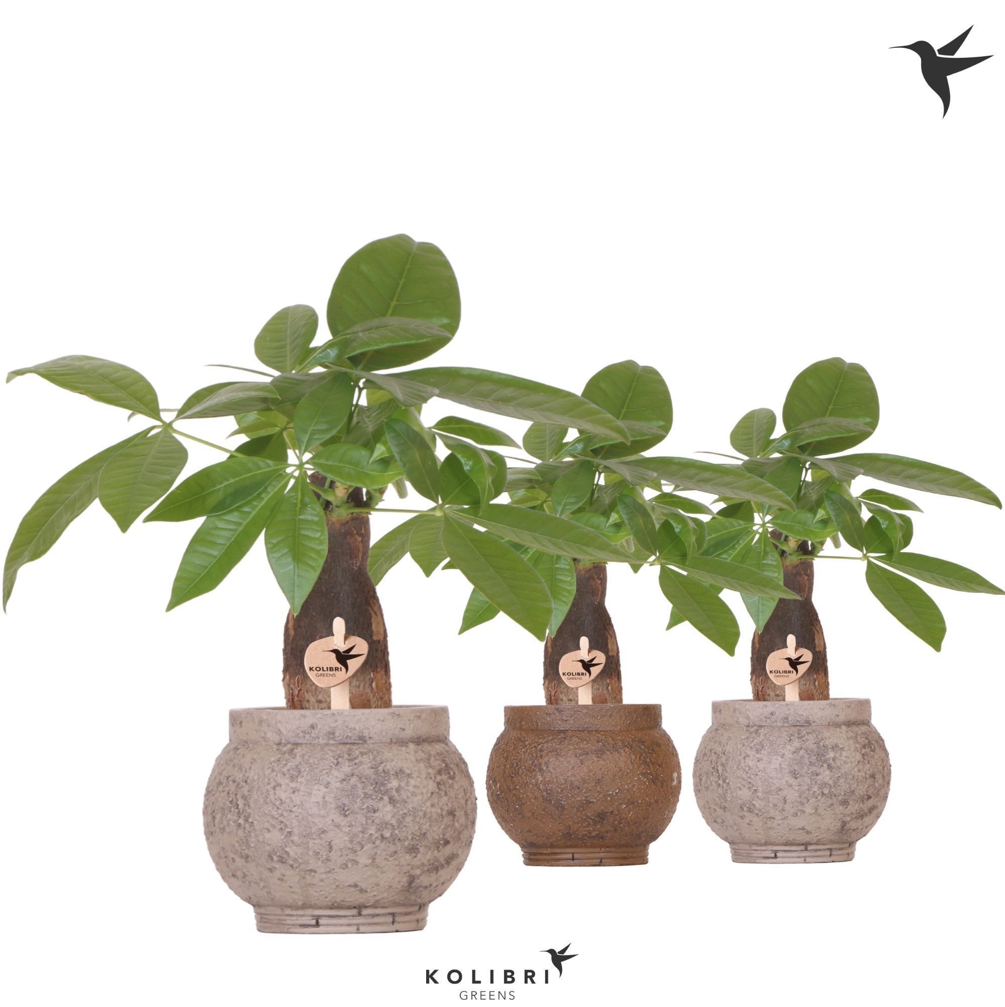 Kolibri Greens Pachira in Ancient pot brown mix, D 9
