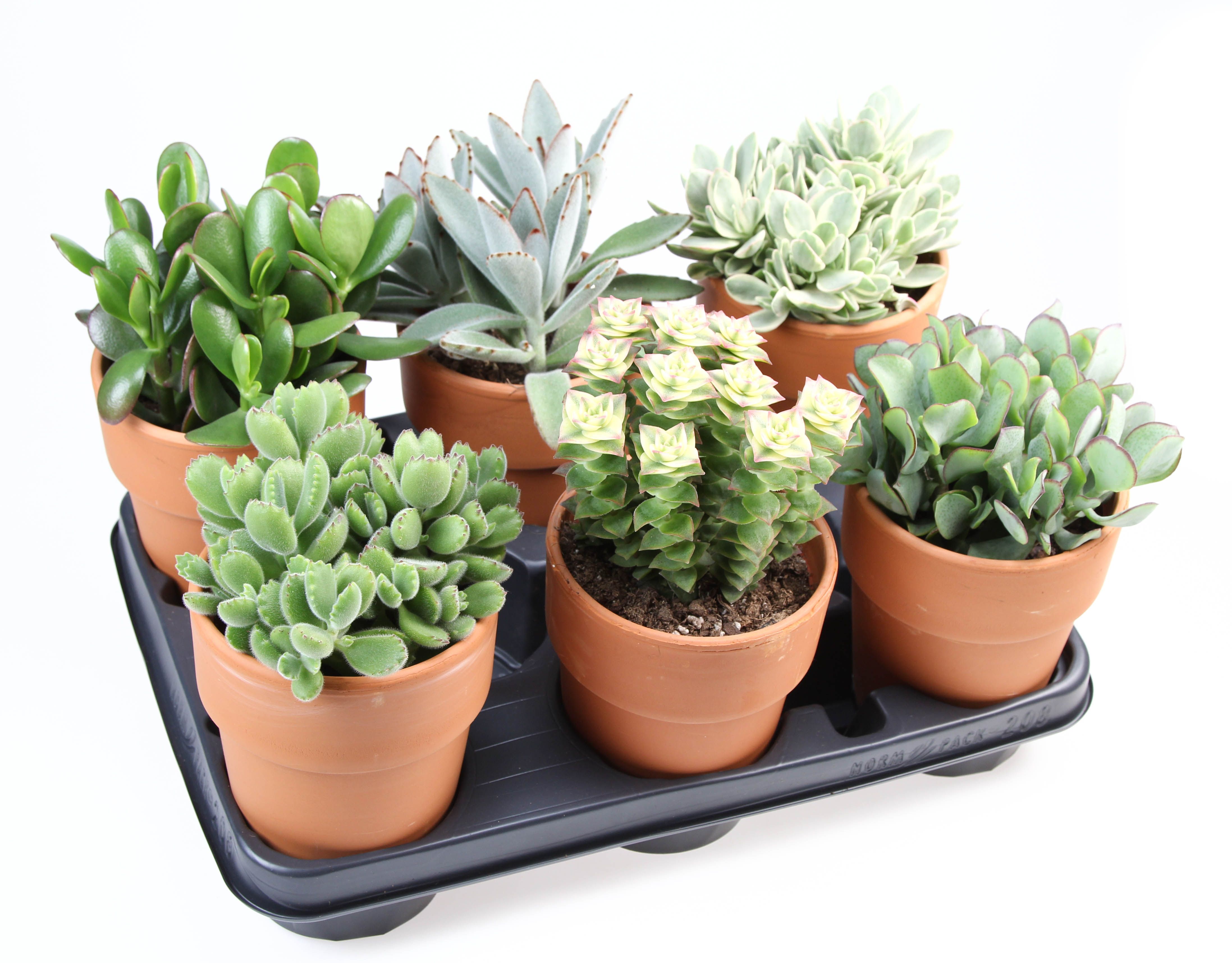 Succulenten Rozenpot, D 10,5