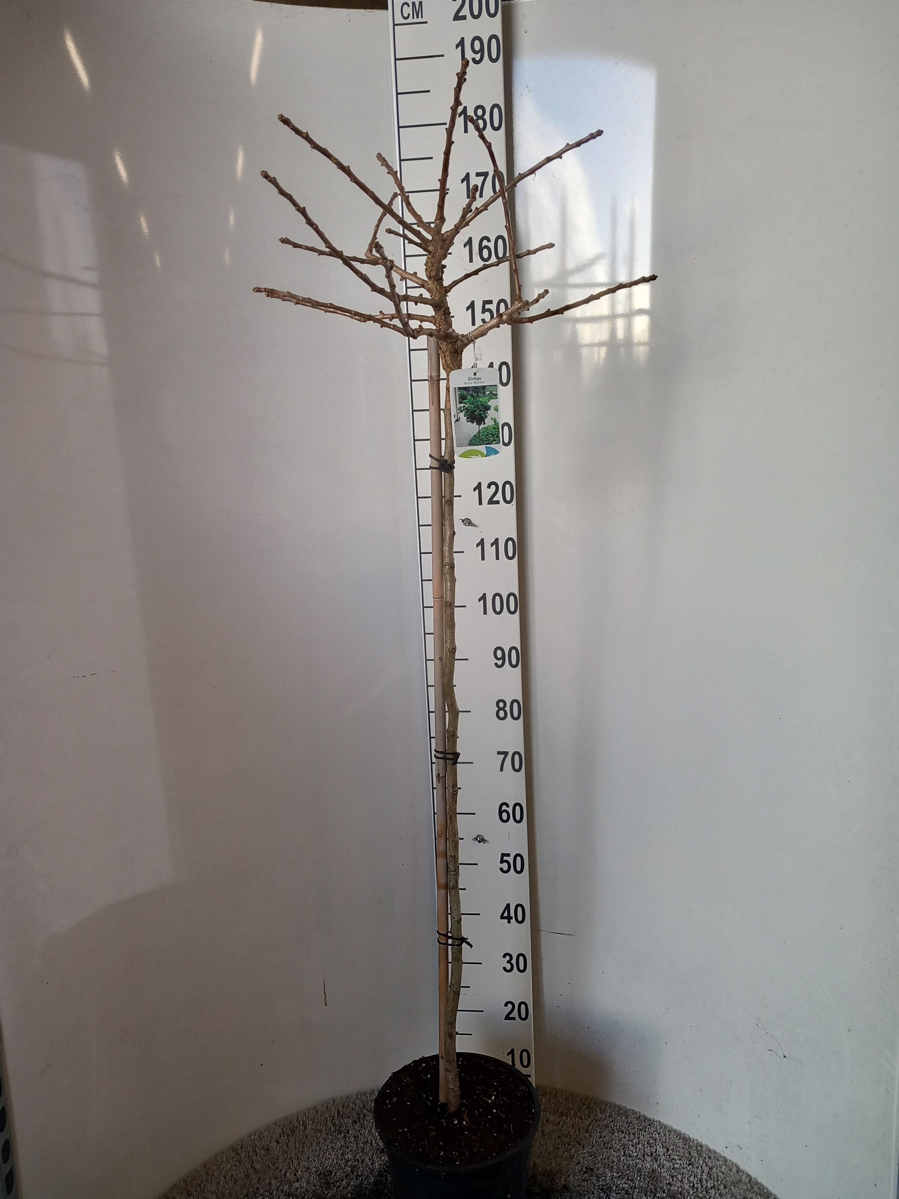 Ginkgo biloba Mariken 110 stam 40-50 kroon P28, D 28