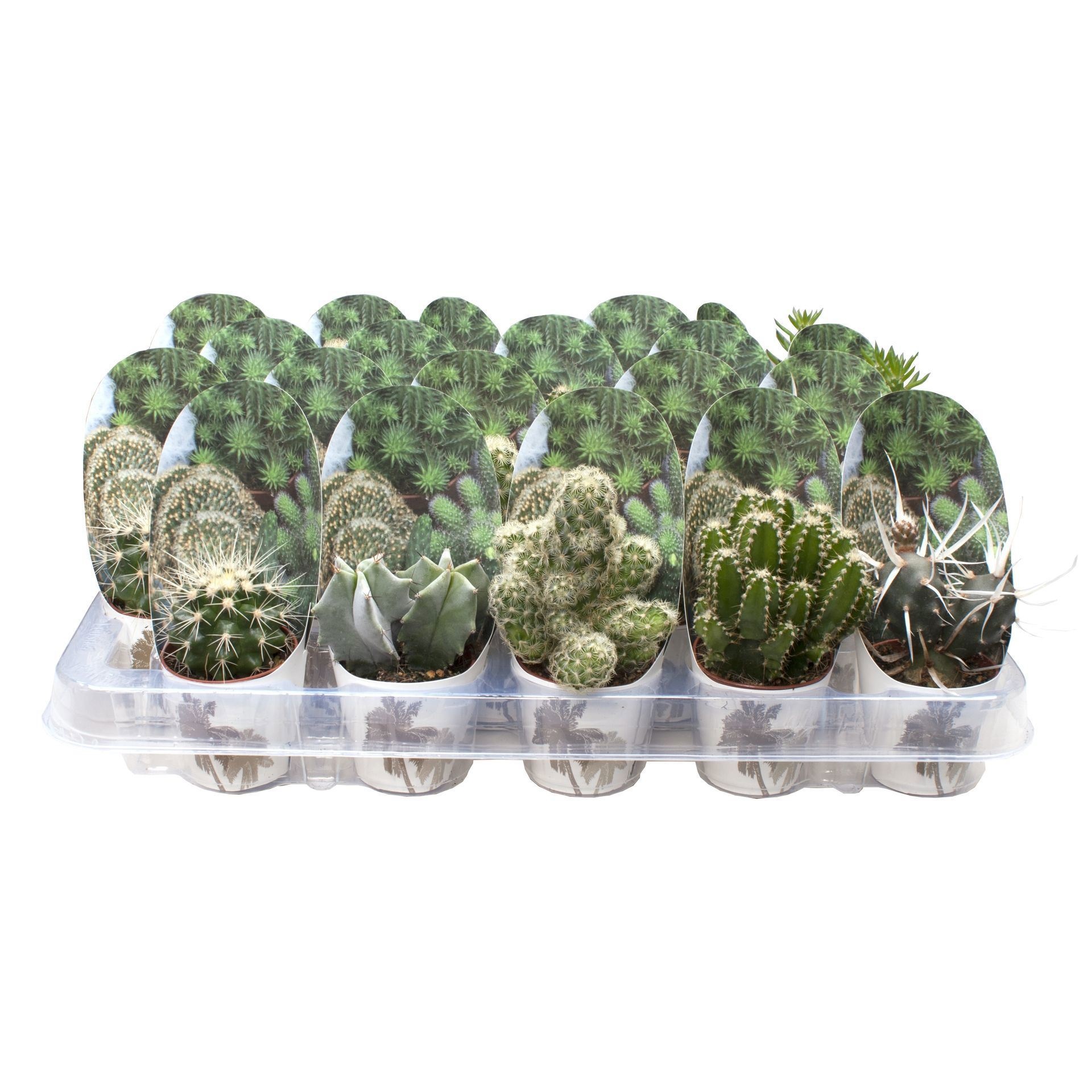 Cactus Mix in LUNDAGER Exclusive potcover, D 6