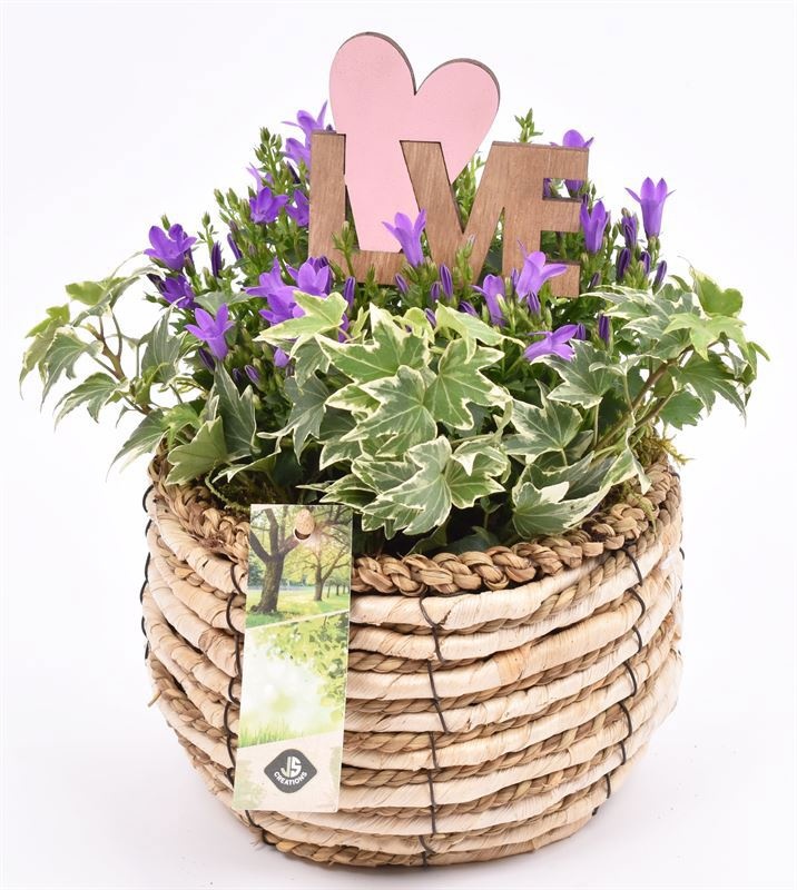 Mais mand 16cm, D 16