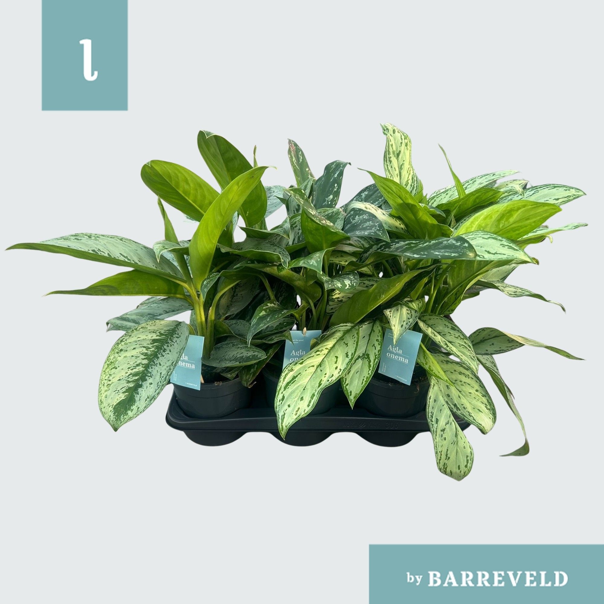 Green Agla mixtray (kleinbladig) (Aglaonema), D 17