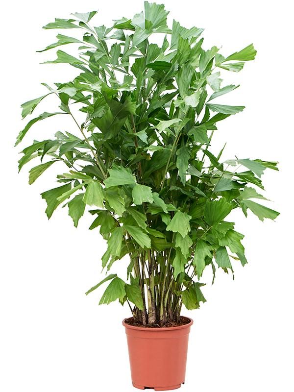 Caryota mitis (120-140), D 24