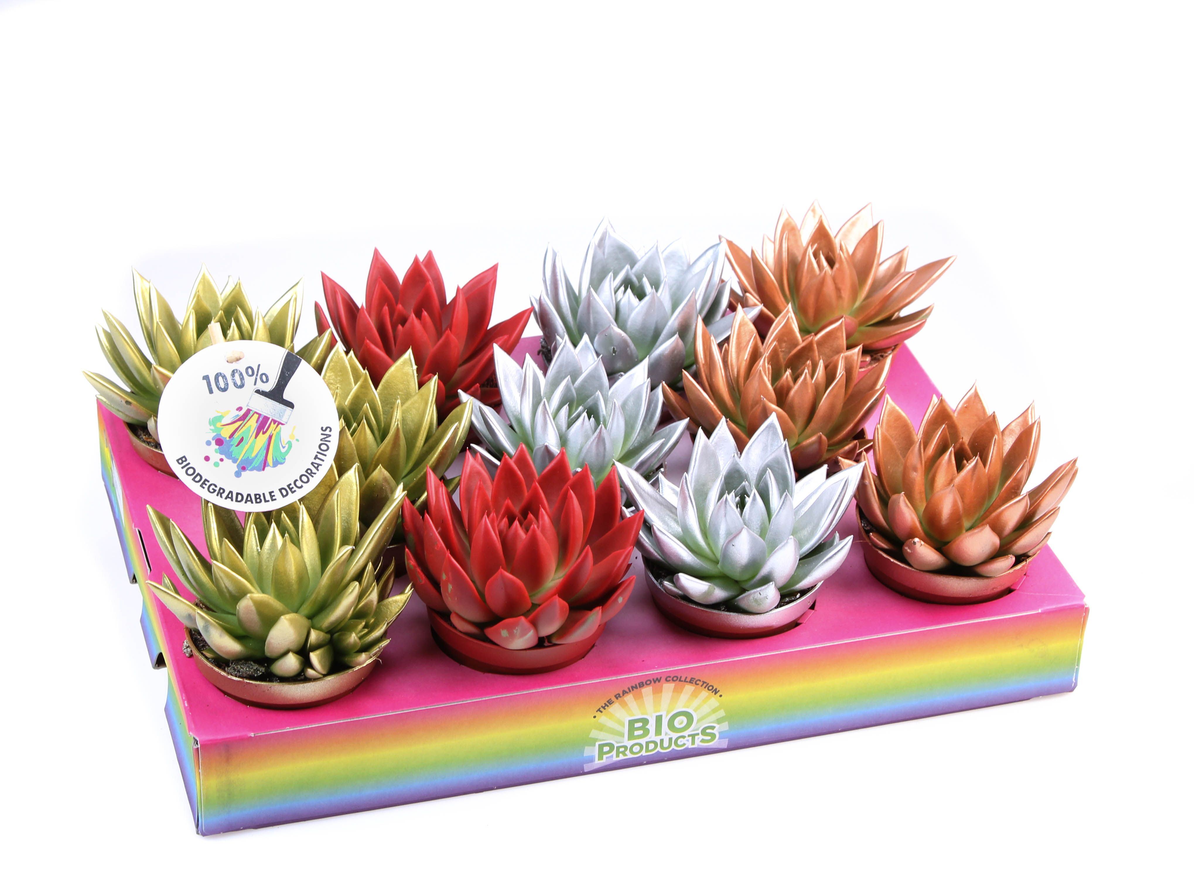 Bio miranda kerstmix, D 8,5