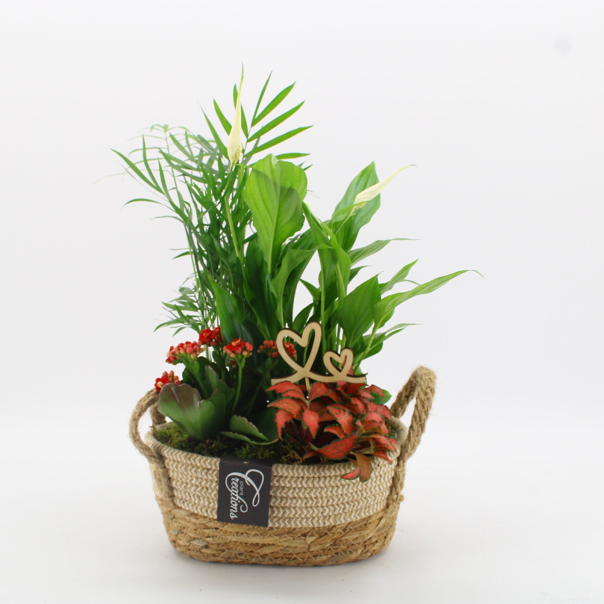 FDRM-2618R Romantic Fundamentals, D 24