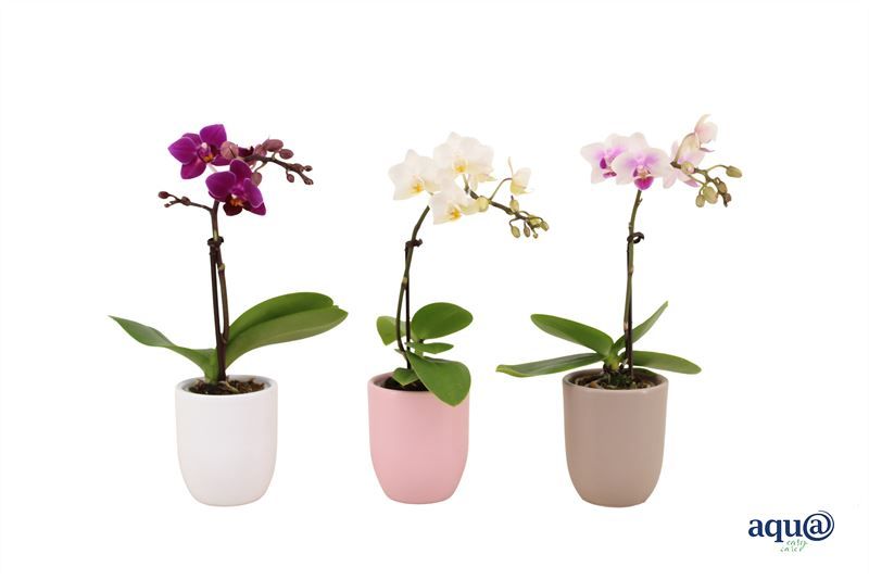 Hugo p06 mix hotel Phal Tiny Dolls mix 1T07+ Aqu@, D 6