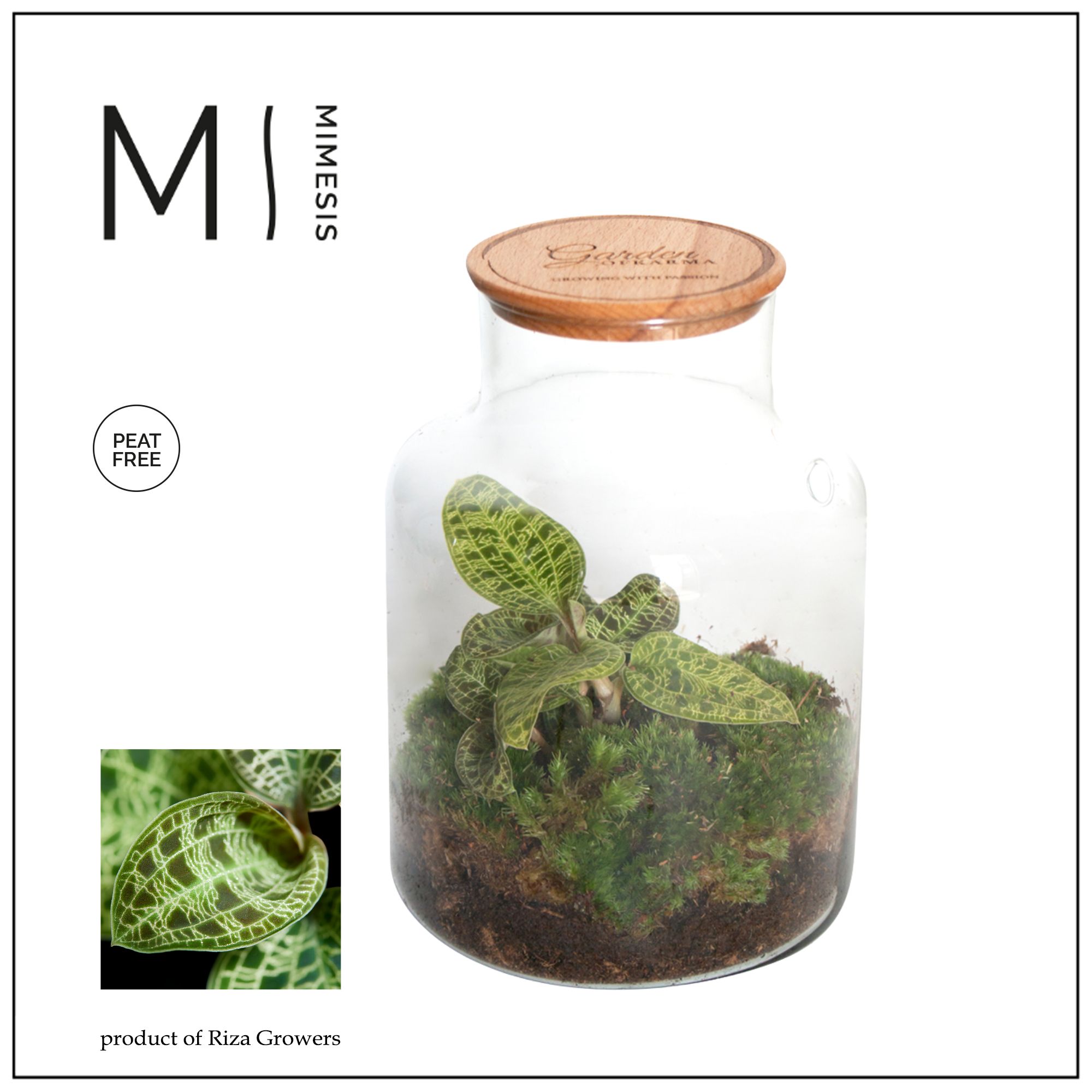 Mimesis Jewel Orchid KARMA Emerald - Terrarium Bottled, D 14