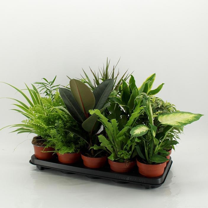 M-10 Mixplanten zonder showdoos, D 12