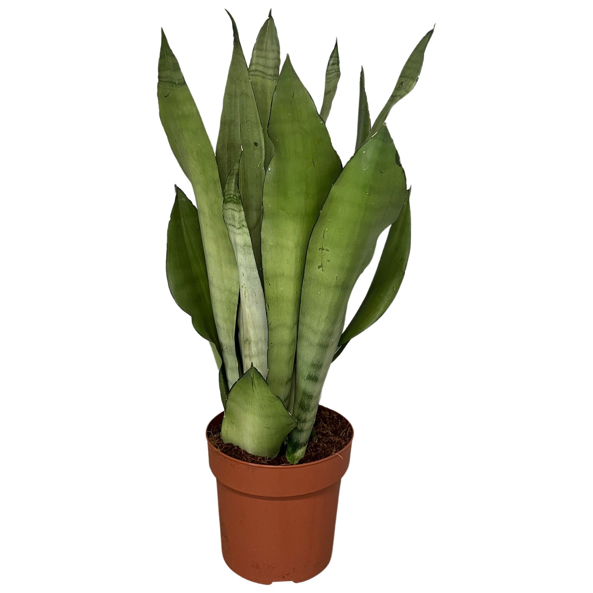sansevieria Moonshine zwaar, D 17