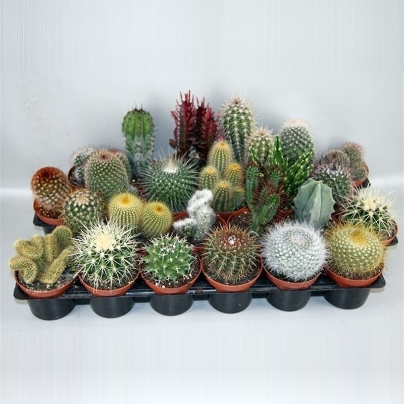102 Cactus gemengd 8,5 cm, D 8,5