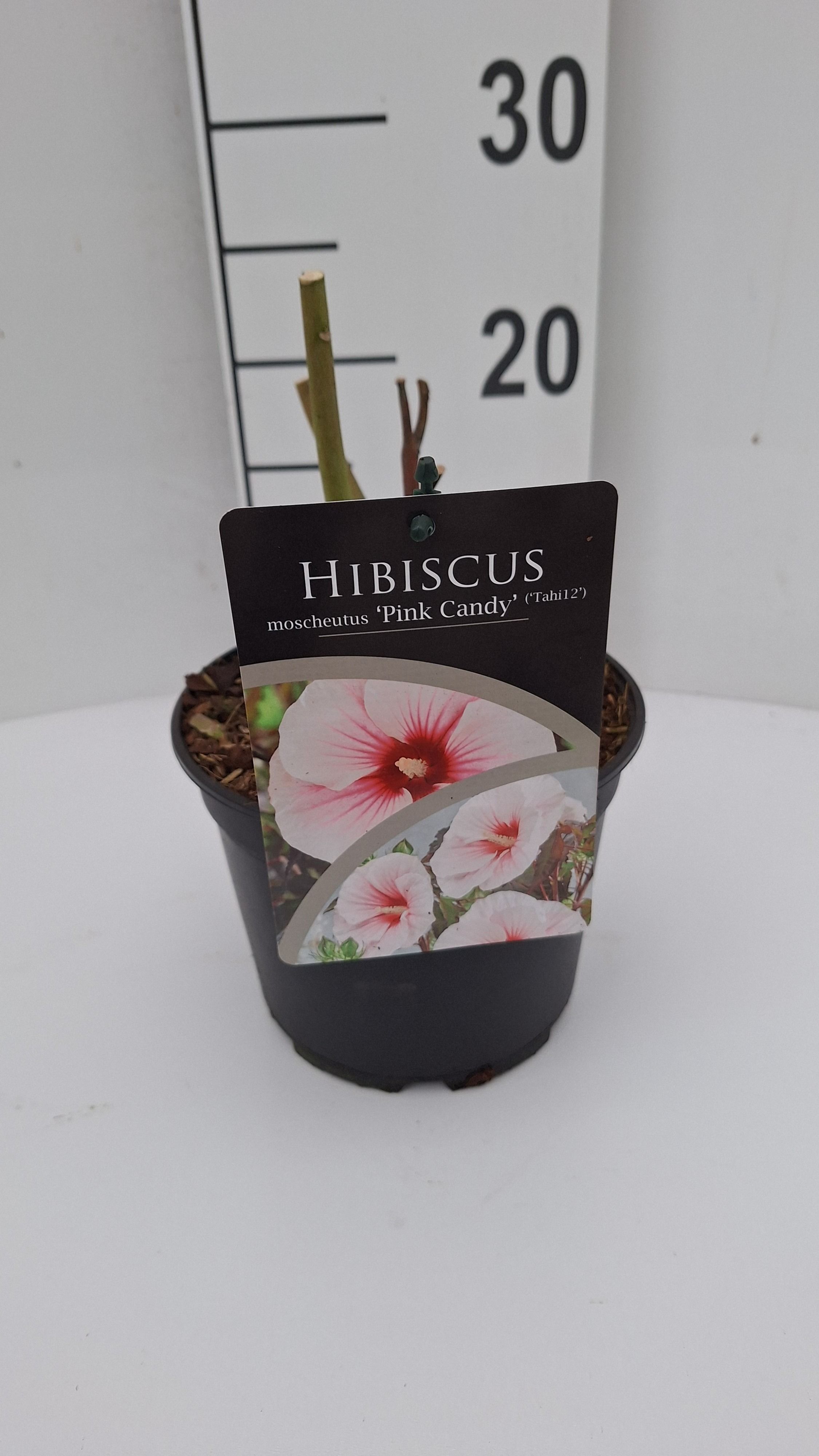Hibiscus moscheutus Carousel Pink Candy, D 17