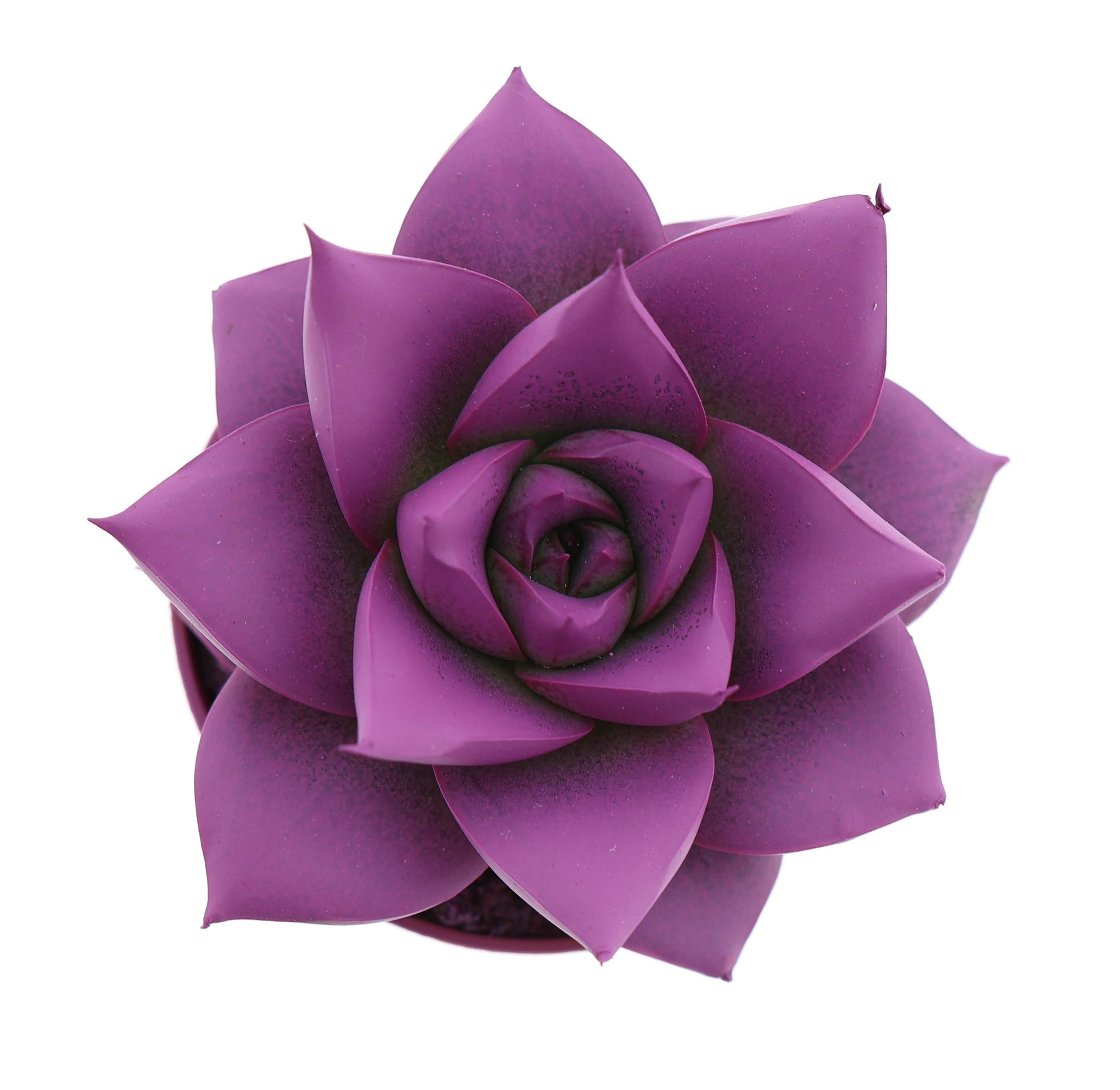 Rainbow purper fuchsia, D 5,5