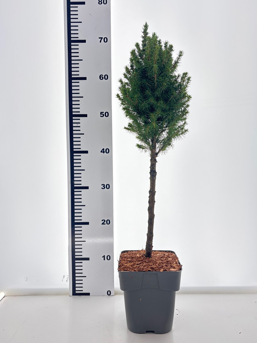 Picea glauca Perfecta, D 17