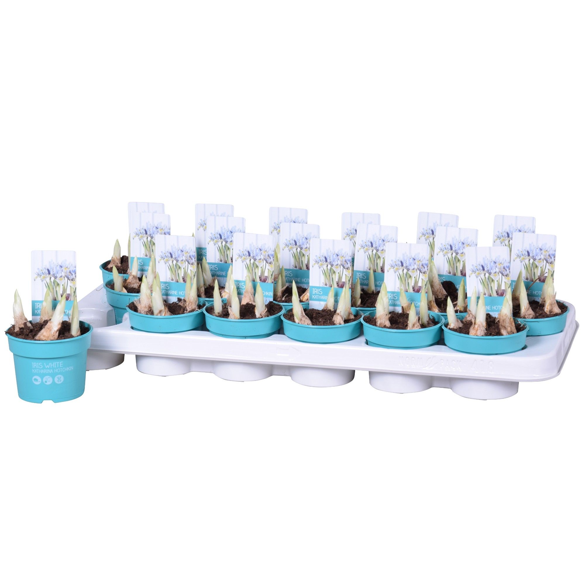 Iris Katharina Hotchkin 'Diamond Collection', D 9