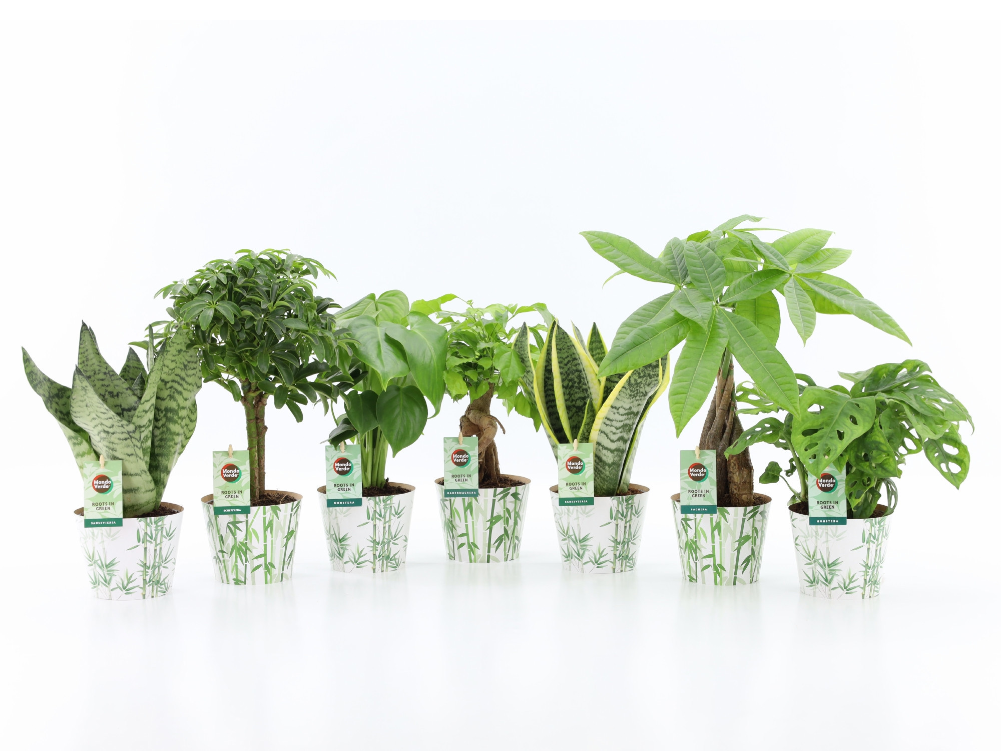 Easy to Care Mix in Potcover Bamboo, D 12