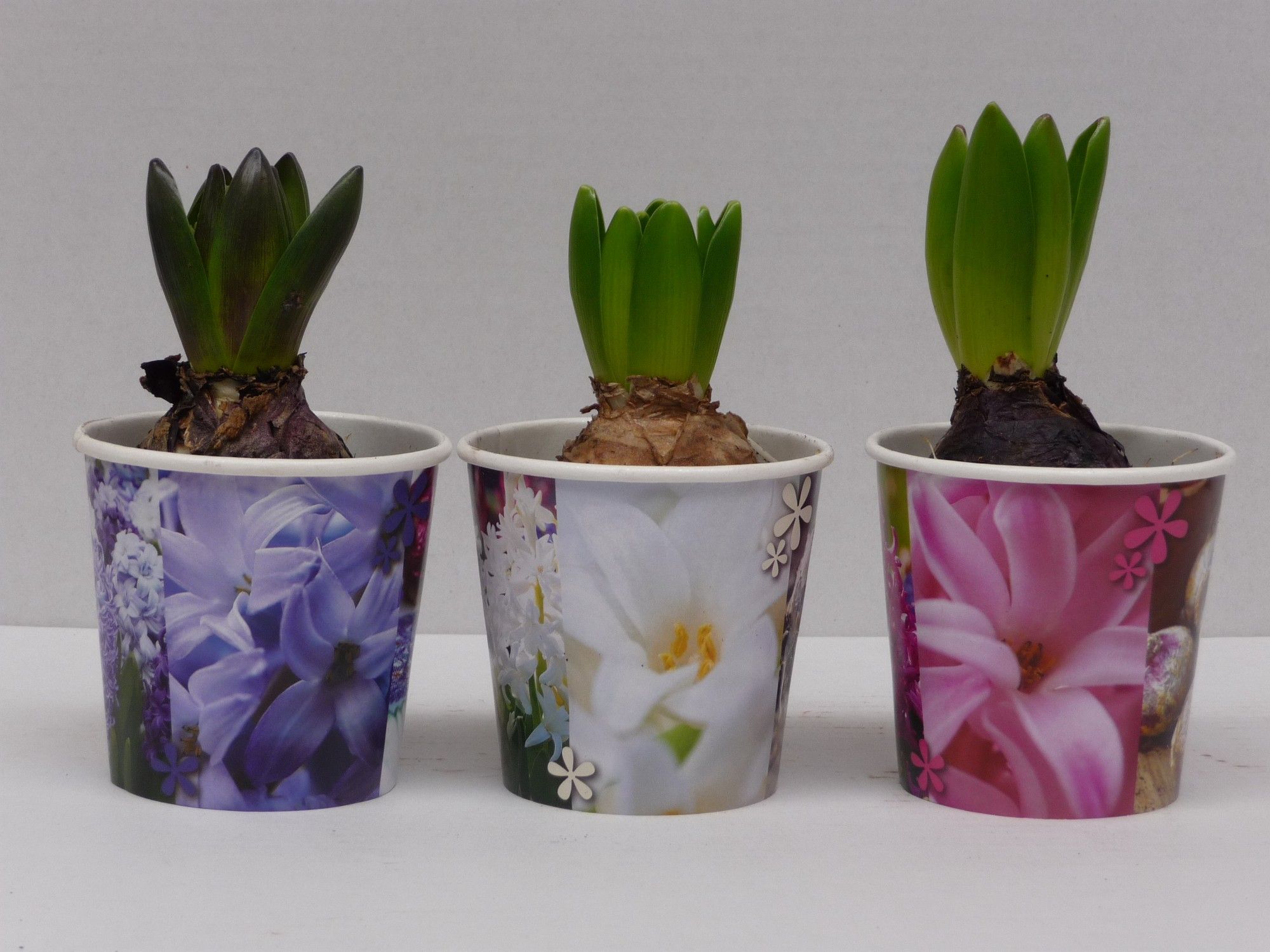 POTCOVER HYACINT 9CM, D 9