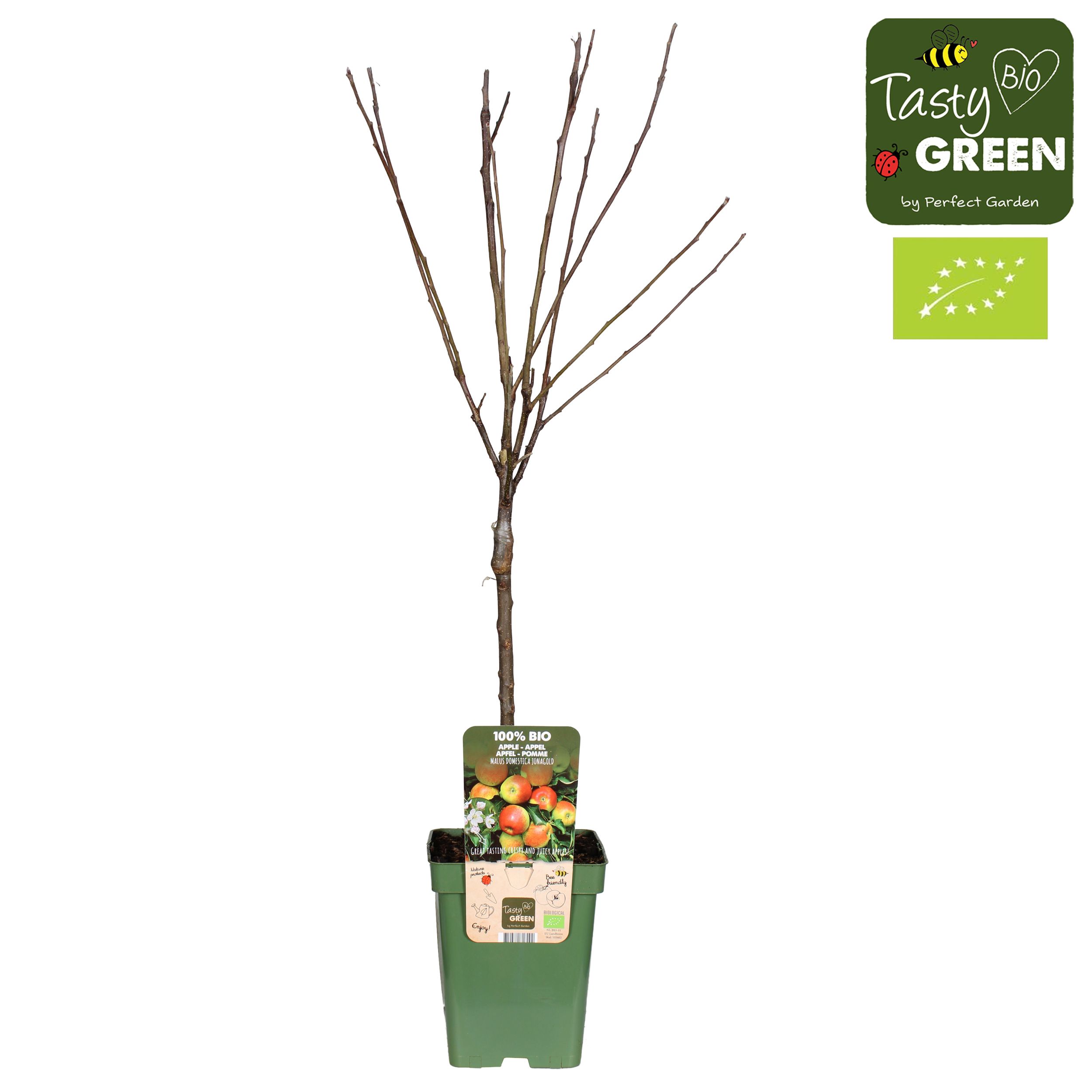 Malus domestica Jonagold Bio P23, D 23