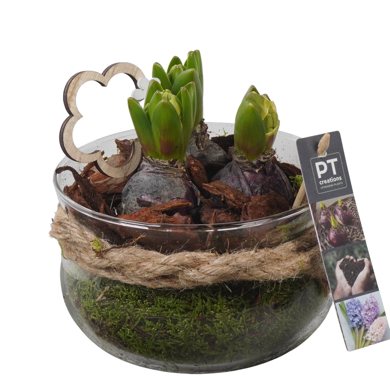 PTHC9204 Arrangement Hyacints in glasschaal met touw, D 16