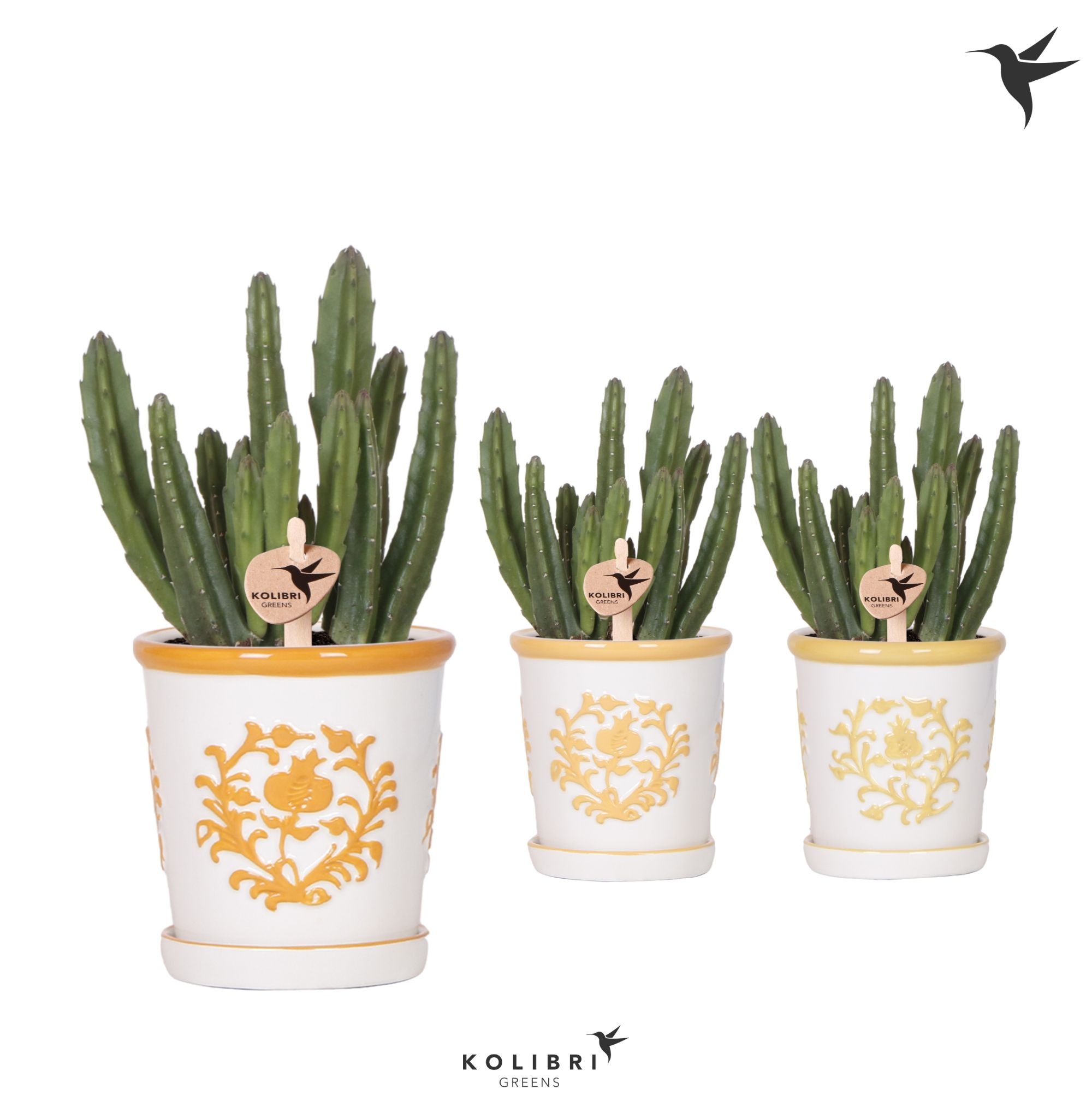 Kolibri Greens Stapelia Leendertziae in Malaga pot yellow mix, D 9