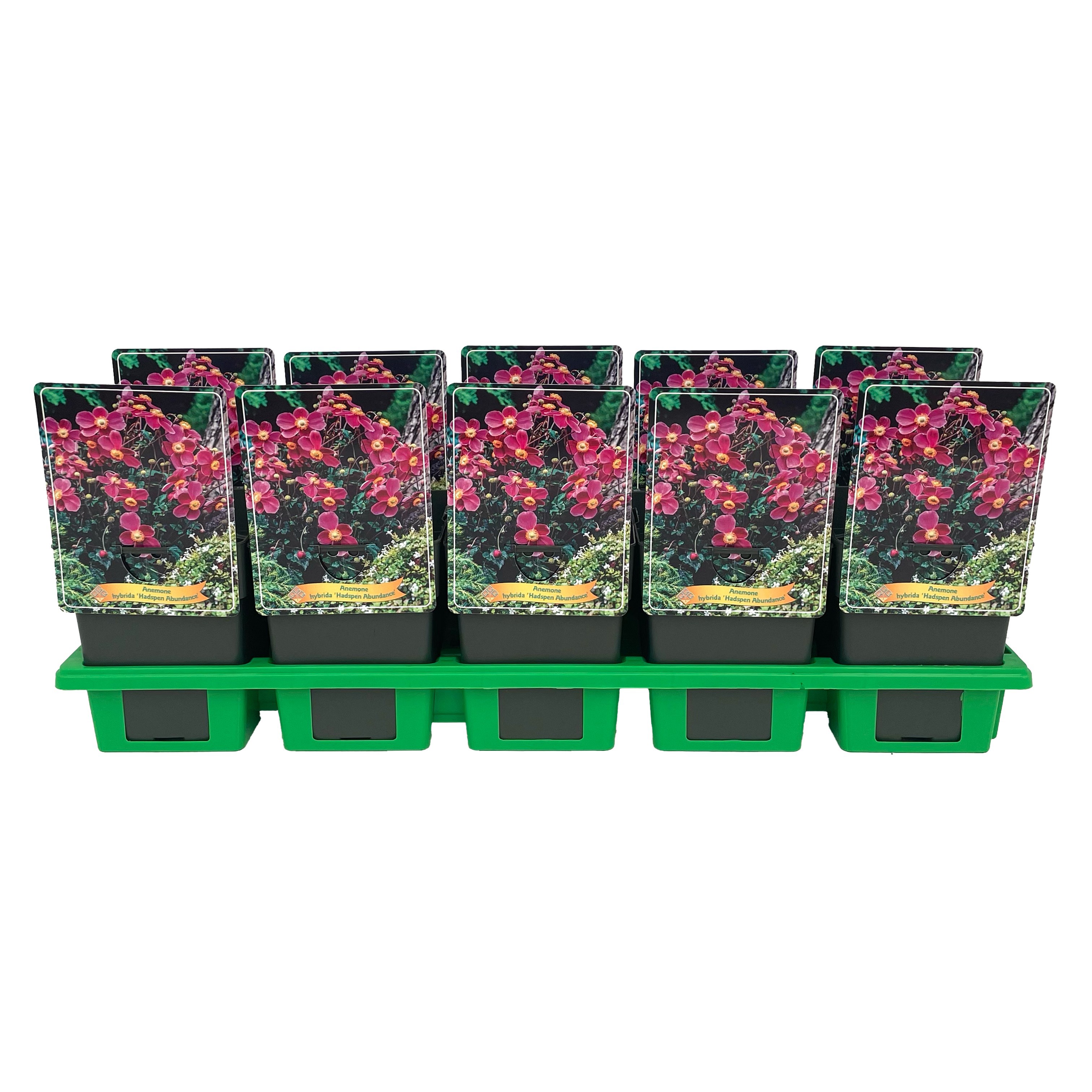 Anemone hybrida 'Hadspen Abundance' P11, D 11