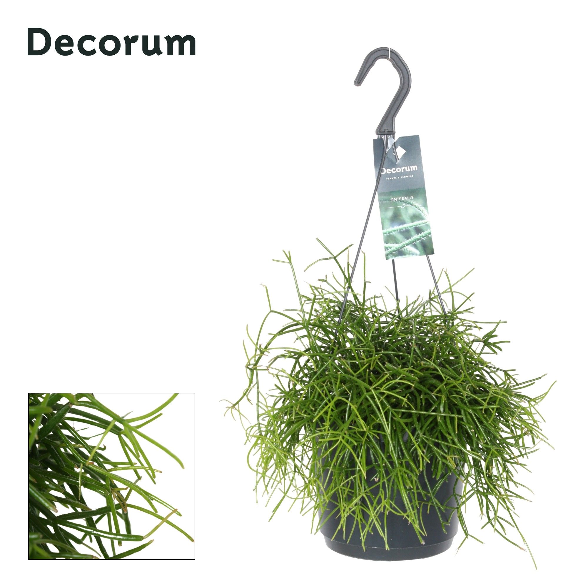 Rhipsalis bacci. 'Oasis' HP 17 cm, D 17