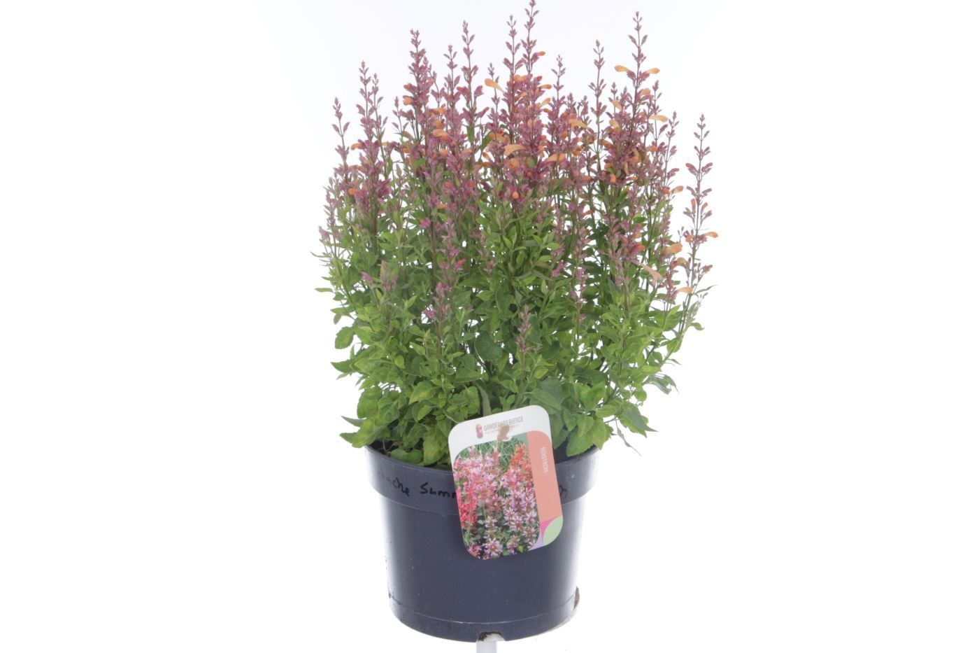 Agastache mexicana Summerlong Peach, D 17