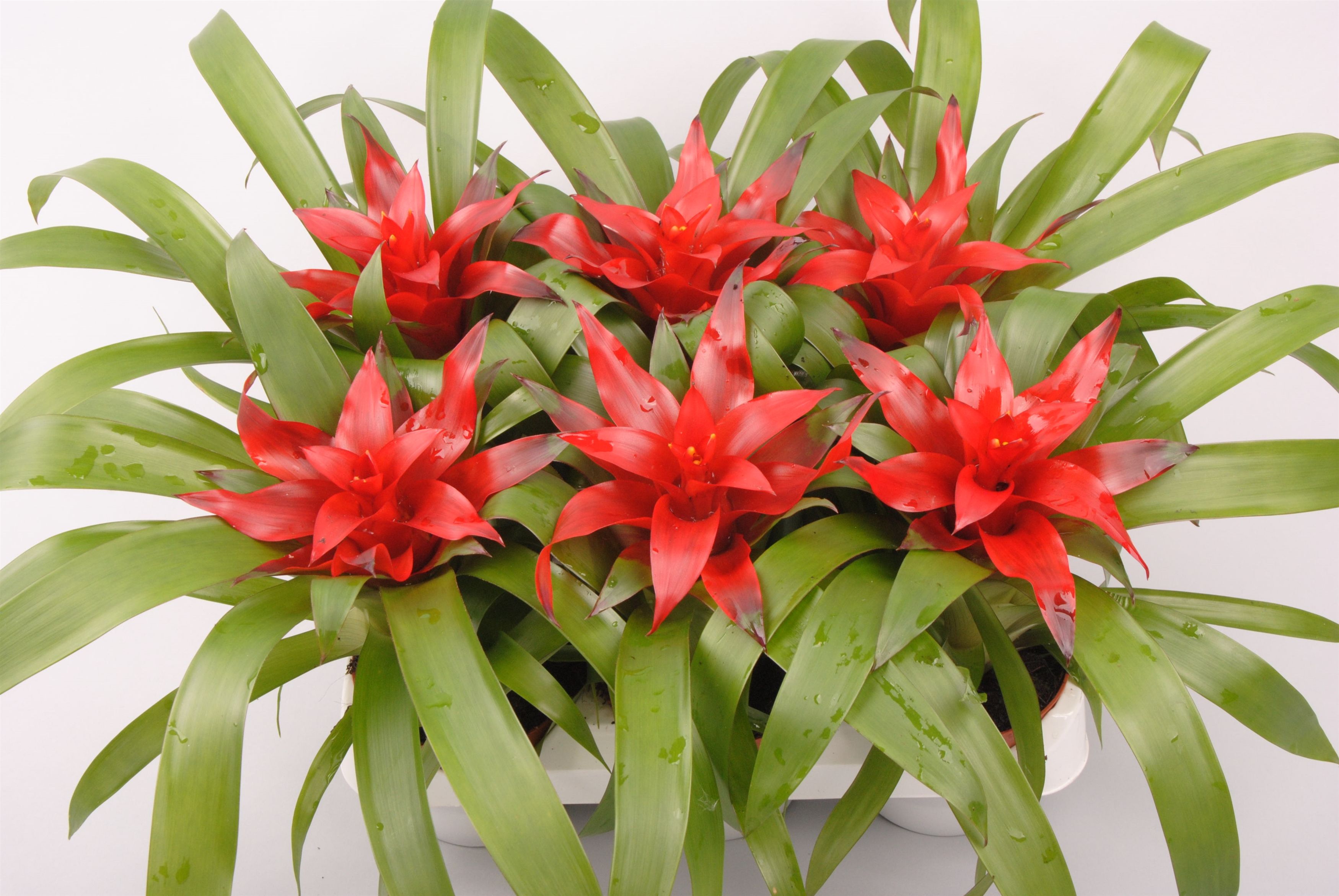 Guzmania Blitz, D 9