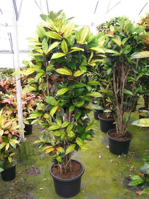 CODIAEUM VARIEGATUM 'MRS.ICETON', D 36