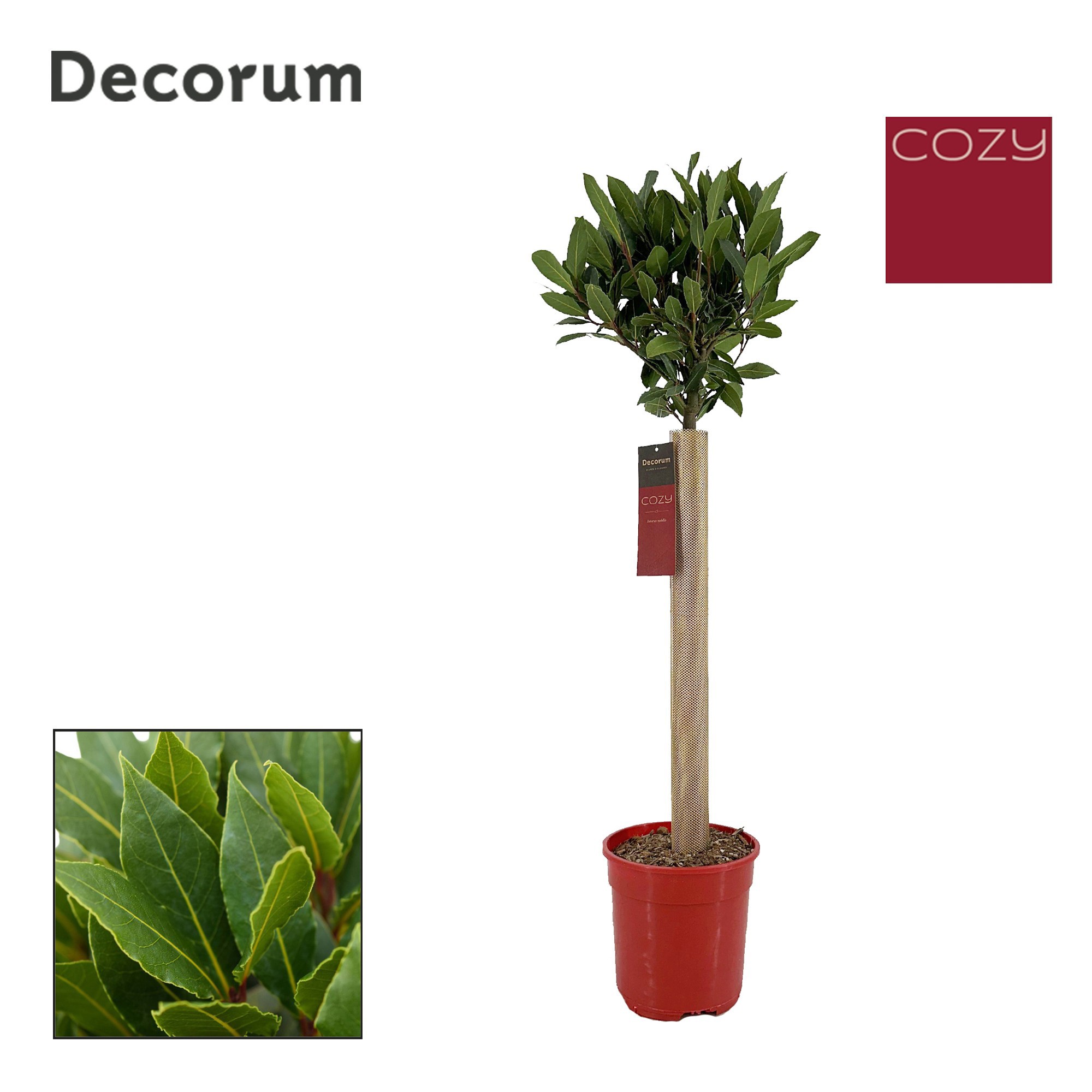 Laurus nobilis Bol op stam, D 20