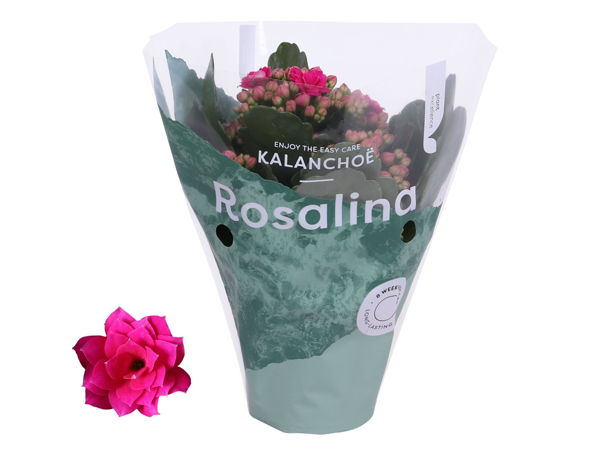 Kalanchoe Rosalina 07cm Don Victorio paars, D 7