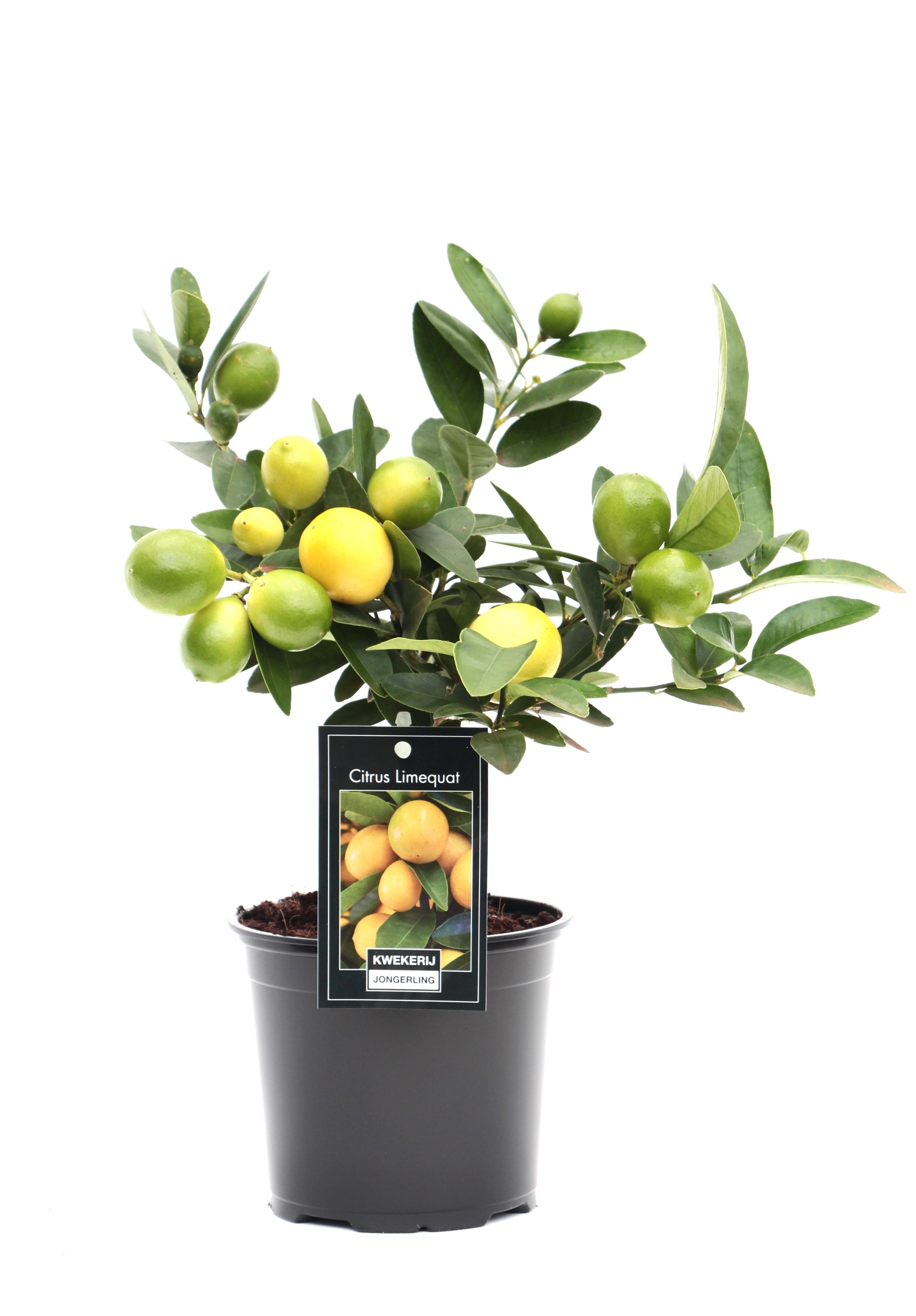 Citrus Limequat, D 12