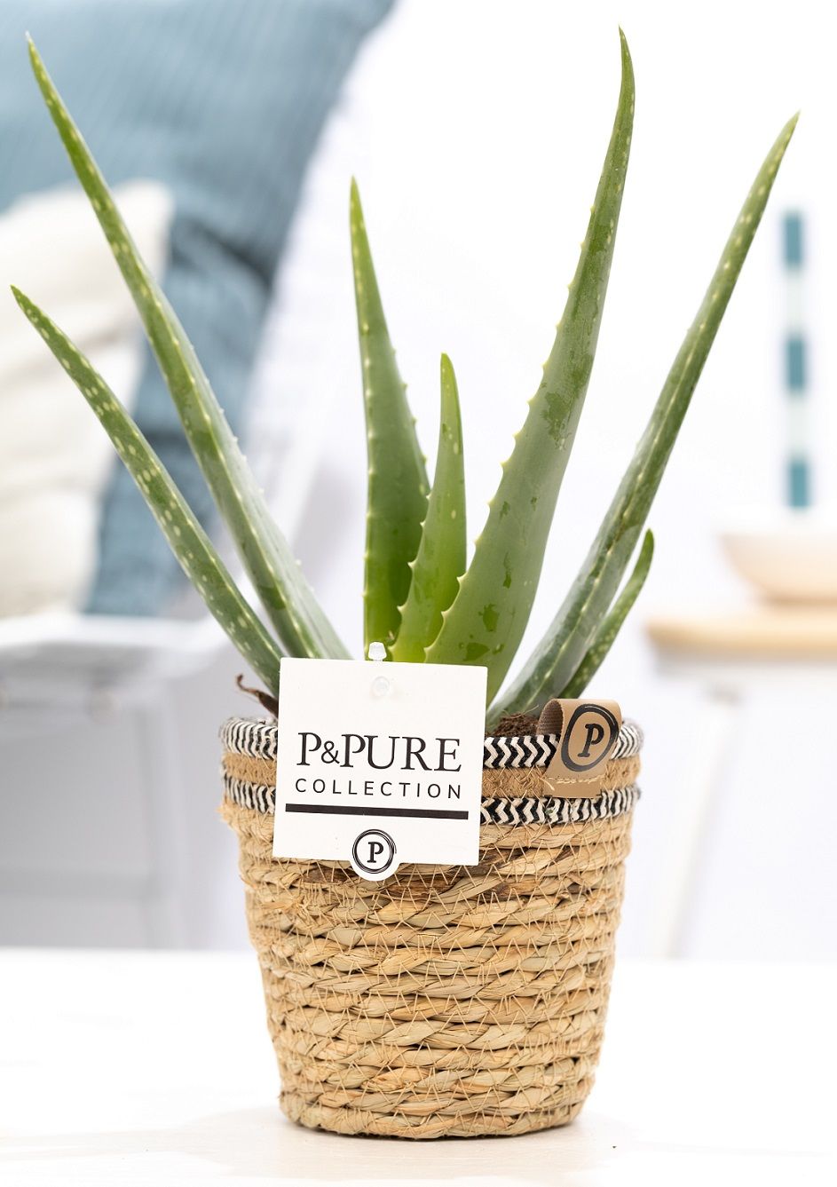 Aloe Vera in P&PURE Basket 6, D 12
