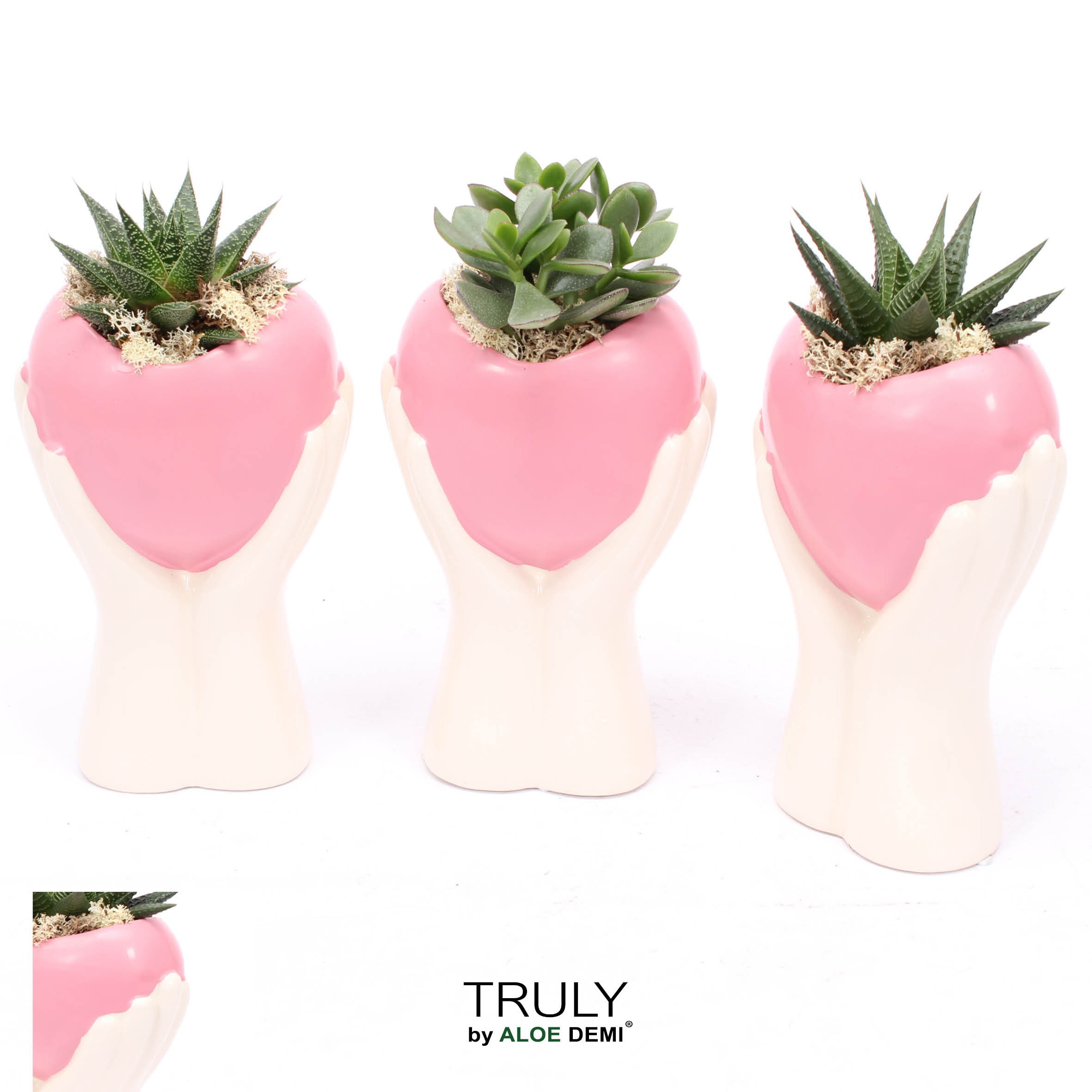 TRULY Succulent, Holding pink heart, D 15