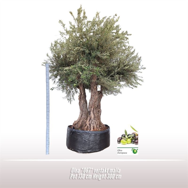 Olea *067* vertakt malla, D 130