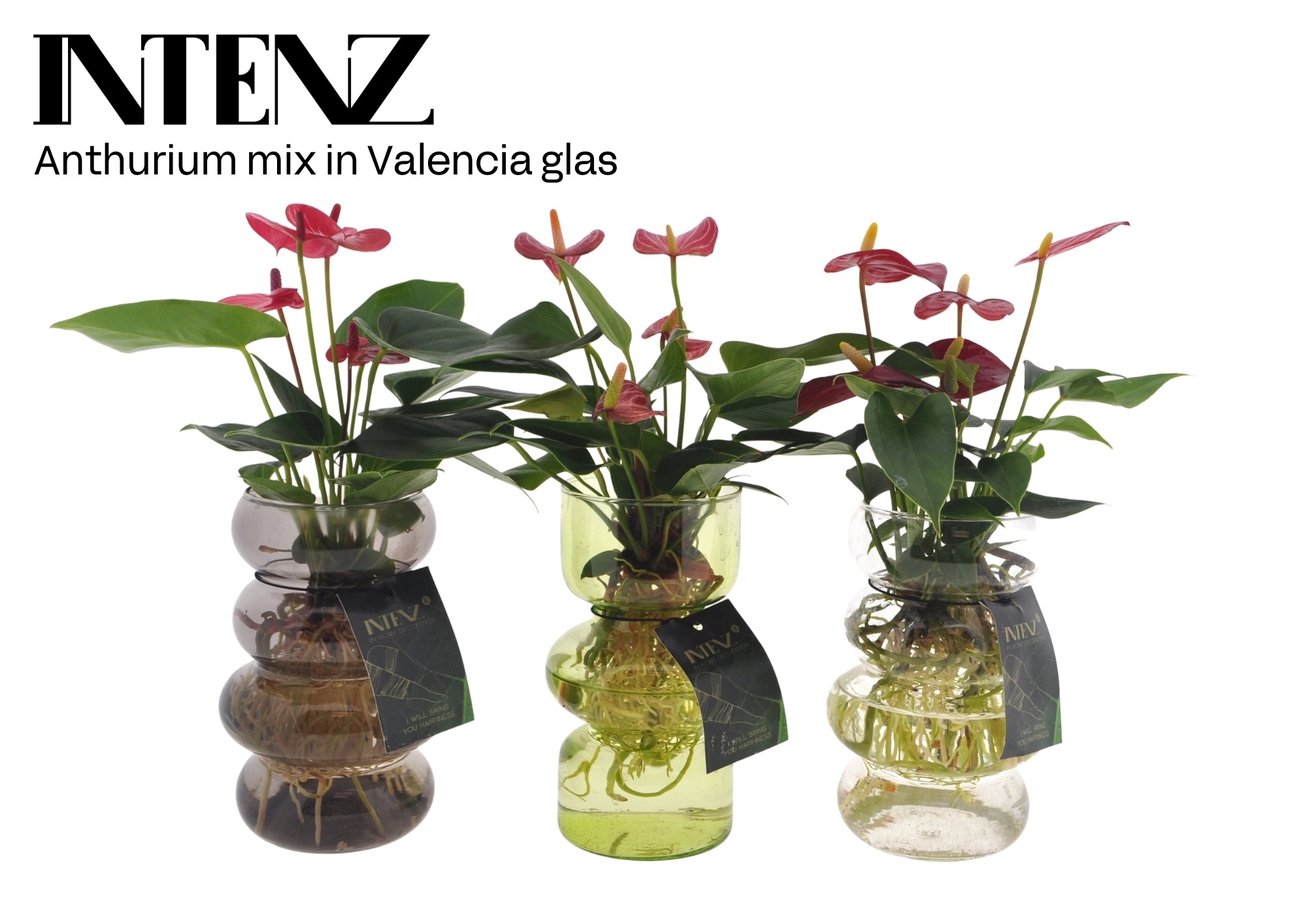 Anthurium mix in Valencia glas - levertijd: 24 uur, D 12