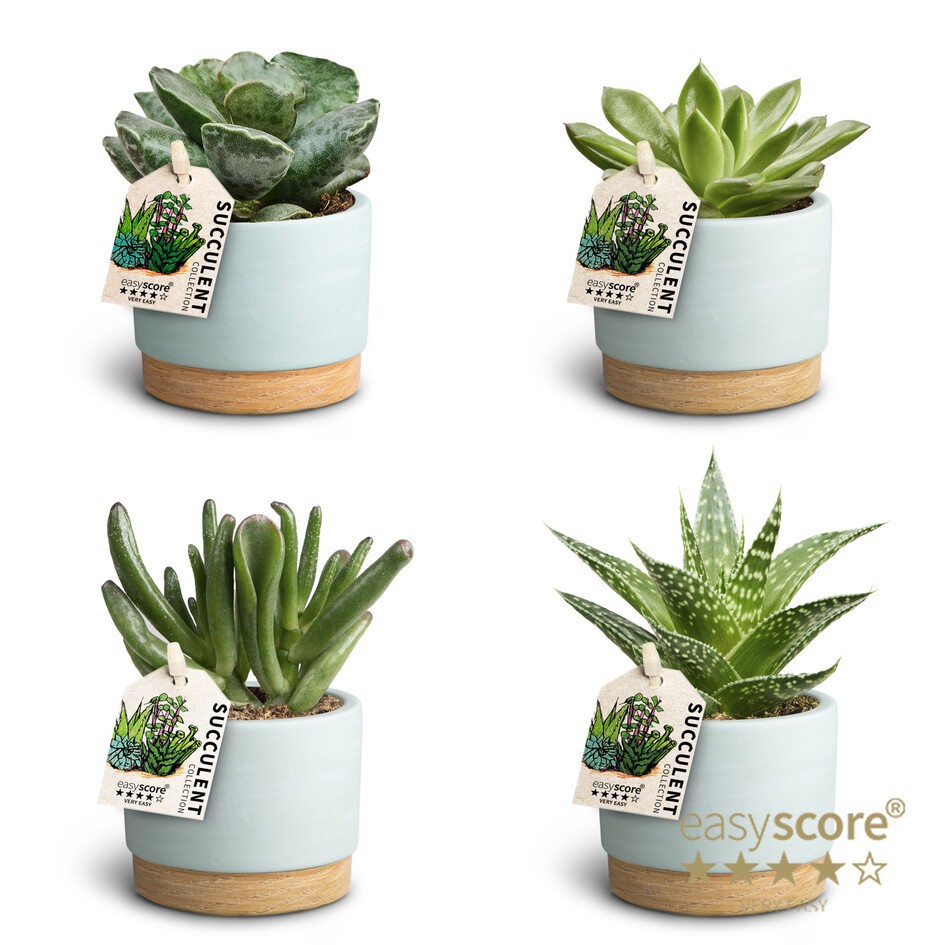 Succulent Mix 30680885 WB B, D 7