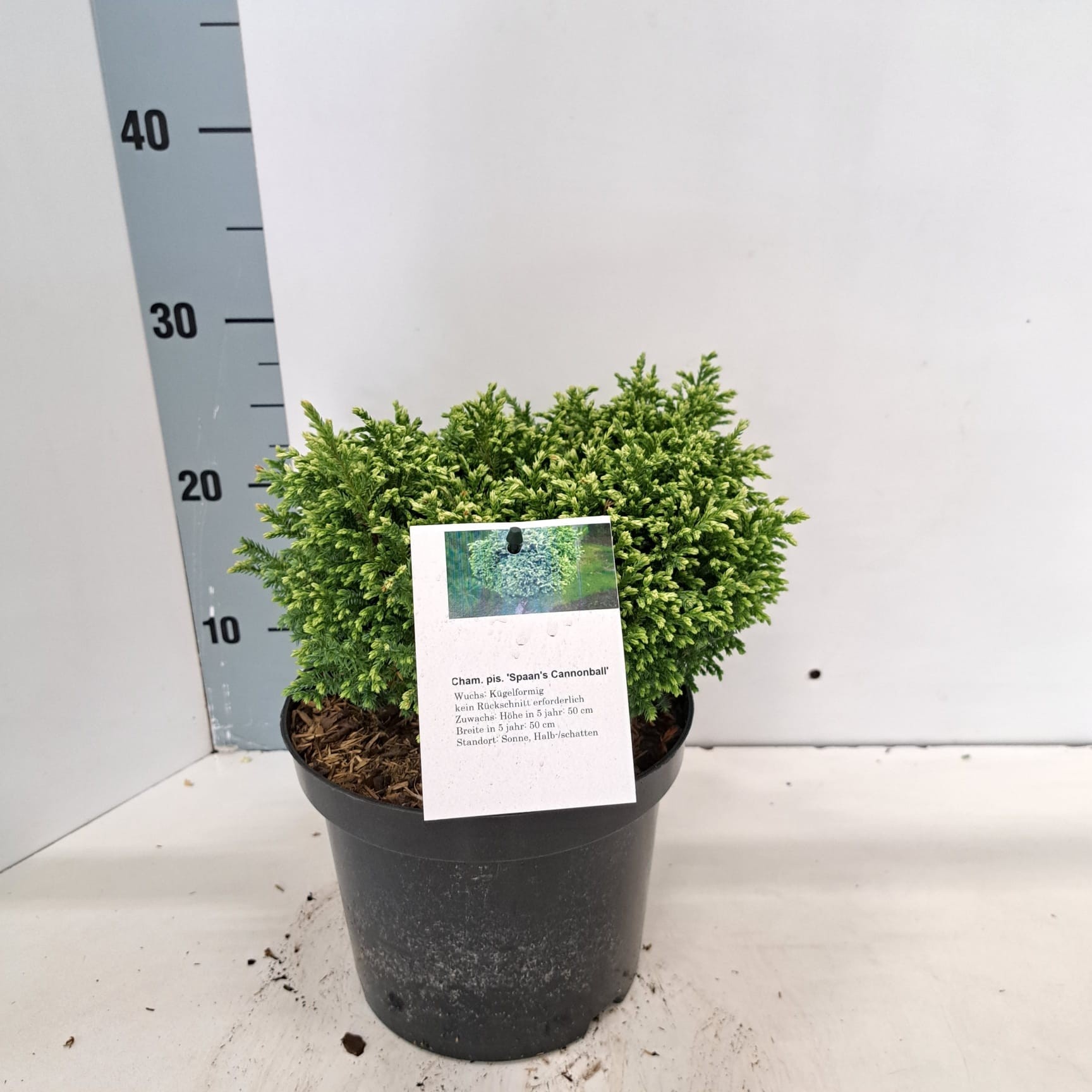 Chamaecyparis pi. 'Spaans Cannonball', D 19