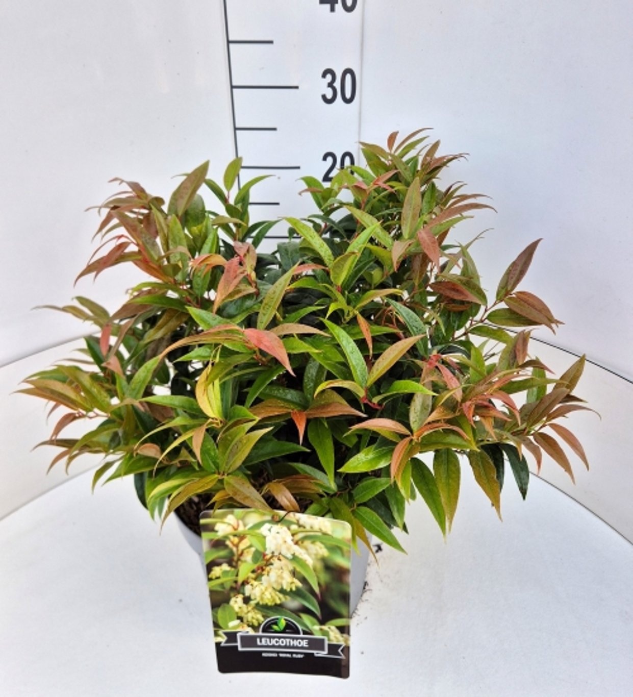 Leucothoe keiskei 'Royal Ruby', D 28