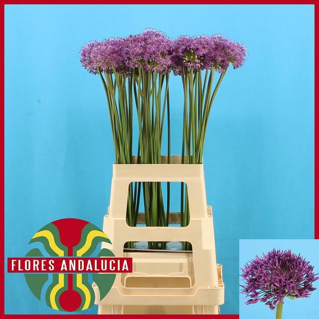 Аллиум Гладиатор 70 (фиолет.), шт.