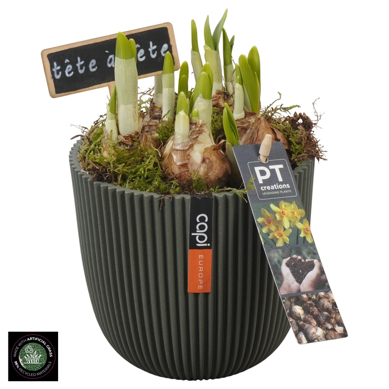 PTN8713 Arrangement Narcissus in capi pot, D 13