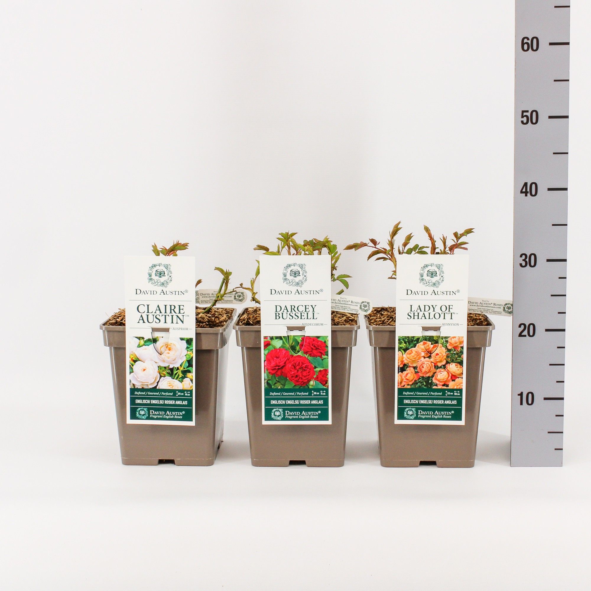 Rosa David Austin mix, C5, D 23