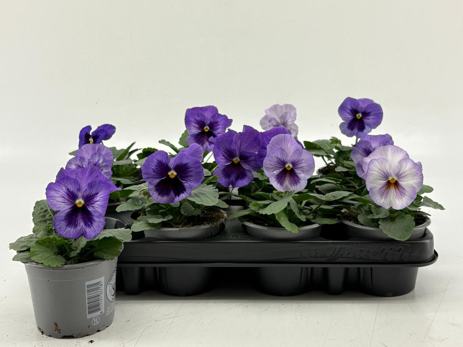 Viola F1 Lavender Blue Shades, D 9