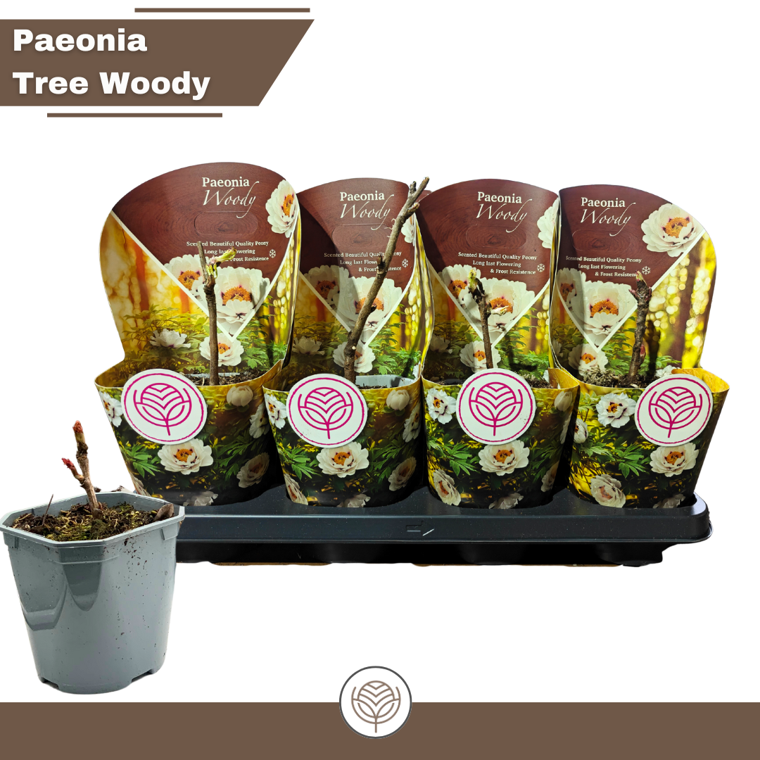Paeonia Woody suffruticosa white, D 14