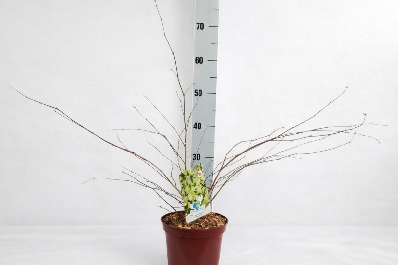 Corylopsis pauciflora C3 30-40, D 21